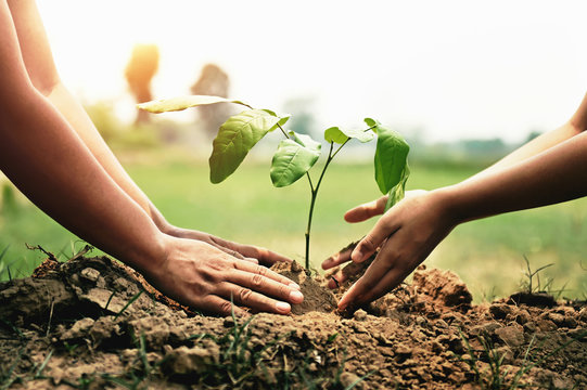 tree plantation